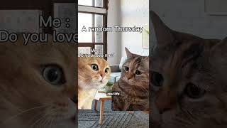 quotSad Cat Meowingquot Becomes Viral TikTok Meme [upl. by Inavihs]