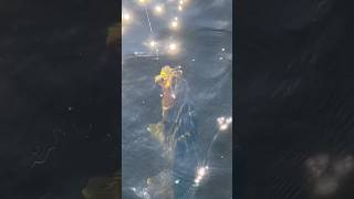 Walleye  walleye fish fishing explore viralvideo video [upl. by Adella]