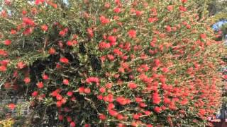 Callistemon citrinus  Lemon BottleBrush [upl. by Aerised]