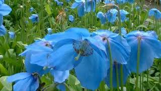 Meet Meconopsis the blue Himalayan poppy [upl. by Shantha214]