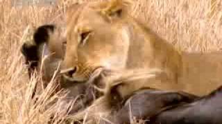 Lion vs wildebeest  BBC wildlife [upl. by Aicxela]