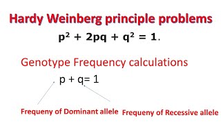 Hardy Weinberg Principle Problems  Genotype Frequency  Allele Frequency [upl. by Ignacius]