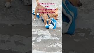 Pallino sei un birichino 🐶🐶🐶🐶🐶🐕🐕🐕 [upl. by Weisbart]