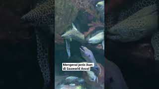 Mengenal jenis Ikan di Seaworld Ancol Wisata Edukasi Anak Aquarium Seaworld Ancol Harga Tiket Ancol [upl. by Aneles]