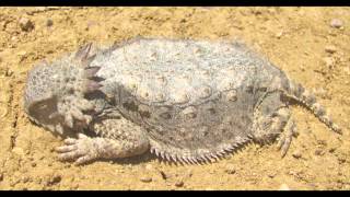 Regal Horned Lizard [upl. by Enalb]