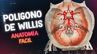 ANATOMÍA DEL POLÍGONO DE WILLIS EN ¡10 MINUTOS 🧠  EXPLICACIÓN FACIL ✅️ [upl. by Asirem730]