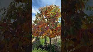 Black Tupelo Nyssa sylvatica trees fallcolor nyssasylvatica blackgum blacktupelo [upl. by Anitsuj]