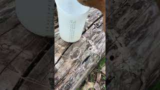 Primitive Gourd Water Bottle [upl. by Pepillo]