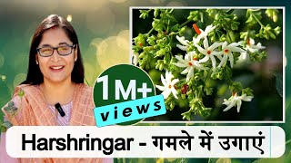 🔴HARSHRINGAR PLANT CARE हरसिंगार PARIJAT NIGHT BLOOMING JASMINE IN POT gardening jasmine parijat [upl. by Asilram]