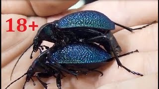 Спаривание двух Carabus Procerus scabrosus caucasicus Mating of beetles [upl. by Chemesh]