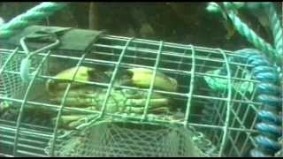 Shellfish Traps  The Inside Story 1998 [upl. by Drugi]