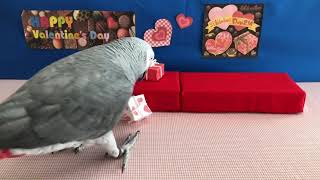 ヨウムのケイ デパートのﾊﾞﾚﾝﾀｲﾝｺｰﾅｰでバイト 忙しい〜！ [upl. by Gratianna306]