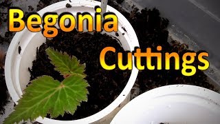 Begonia Propagation  How to Root Cuttings of Begonia and Grow them Through the Winter [upl. by Llennehc]