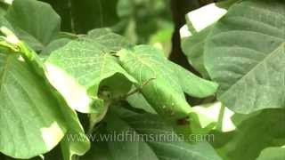 Tailor Bird builds leaf nest during India monsoon [upl. by Tarrsus472]