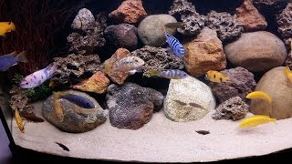 Malawi aquarium informatie [upl. by Tresa118]