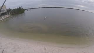 Big Ladyfish on DOA at Tarpon Bay Sanibel Island sanibel ladyfish fishing doa [upl. by Kato53]