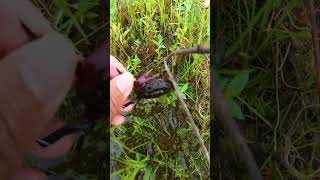 Crab Catch bay hand in the flood field Freshwater Crab Video crab crabhunting naturephotography [upl. by Chretien747]