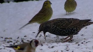 winterfütterungamseldrosselfink und starbird feeding in winter [upl. by Ninnette]