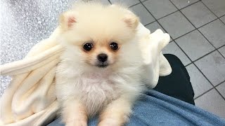 CUTEST PUPPY  Luna The 8 Week Old Pomeranian Puppy [upl. by Steinway912]