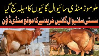 Today Malumor Mandi Jhang Update  Cows Fresh Rates Update 2024  Cow Mandi 2024 [upl. by Ariayek114]