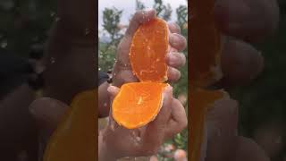 Orange shorts gardening Harvesting FruitCutting FruitLovers Garden2Table FruitArt Viral [upl. by Urion852]