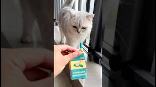 🐱 🐱 🐱l cats funnyvideo catvideos [upl. by Eelirol]