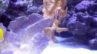 Saltwater Aquarium  beautiful and rare bicolor goatfish [upl. by Fabri]