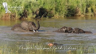 Elephant Pool Party on a hot day at Kambaku River Lodge Kruger National Park [upl. by Hanafee]