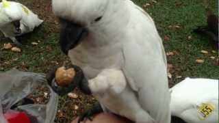 Sulphur Crested Cockatoos and Rainbow Lorikeets at the Royal Botanical Gardens of Sydney [upl. by Nevart]