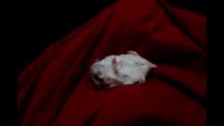 how to hypnotise a roborovski hamster in 10 seconds using only one hand [upl. by Nlyak732]