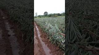 Aquí andamos trabajando honradamente en el campo de piñeras [upl. by Gillette]