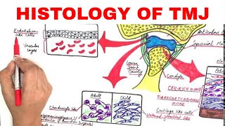 Histology of TMJ Temporomandibular Joint [upl. by Ayanej990]