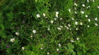 Kings Meadow Conyza bonariensis or Erigeron acer [upl. by Blossom]