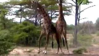 Giraffe Fight [upl. by Anaili]