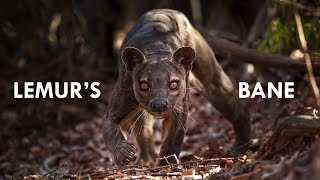 Fossa the King of Madagascar [upl. by Aiblis39]