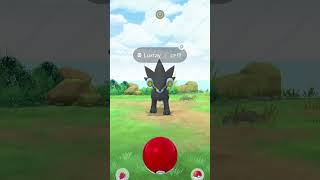 Mighty pokemon spawn during go wild area shorts pokemon pokemongo video credit the pokemon group [upl. by Donall]