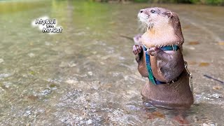 Otter Hopping Around Like a Frog Otter Life Day 850 [upl. by Scheers]