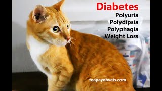 How to give insulin injection to a diabetic cat [upl. by Bathsheb]