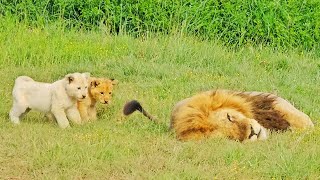 Naughty Lion Cubs Bother Dad Trying to Sleep [upl. by Jilli]