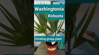 Washingtonia Robusta multi palm tree division [upl. by Ymor]