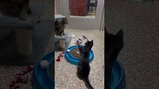 Kitties playing funny kitties cats lol lmao kittens catlover reels shorts [upl. by Tillie]