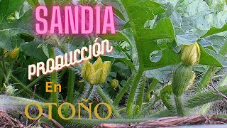 Sandía Producción en Otoño [upl. by Nauqel]