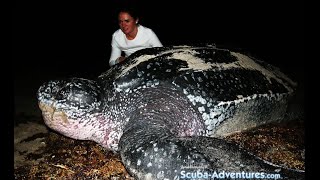 Sea Turtles of Palm Beach County Florida [upl. by Sigrid686]