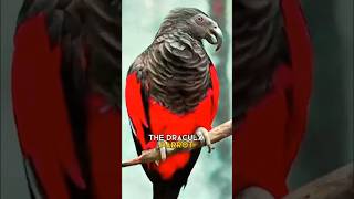 Dracula parrot  rare but special bird [upl. by Joash657]