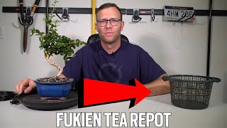 Repotting My Fukien Tea Bonsai  Carmona [upl. by Goer242]