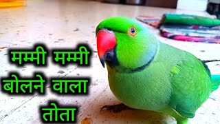 Mitthu Talk  Tota Tota Mitthu Tota  Mitthu tota dikhana  parrot Talking  Mummy Mummy  papa papa [upl. by Siloum]