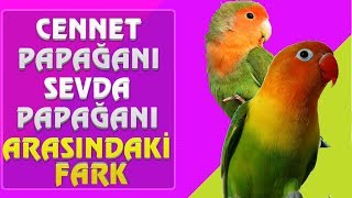 Cennet Papağanı ile Sevda Papağanı Arasındaki Fark [upl. by Mackie]