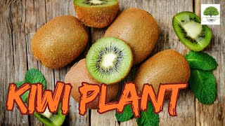 Kiwi Plant  TN Nursery [upl. by Giacobo]