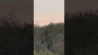 Black Headed Gulls Flying In A Line In Late Afternoon birds avian nature [upl. by Ayamahs]