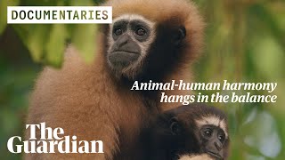 Guardians of the Gibbons can India save its only ape species from extinction [upl. by Ixela]